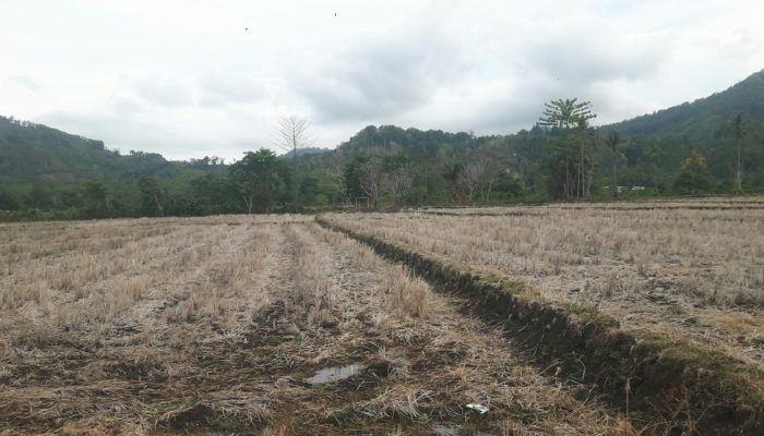 Tanah Hibah Pemda Luwu Beralih Fungsi Menjadi Lahan Persawahan