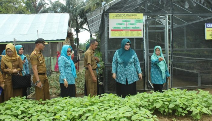 Dinas Ketahanan Pangan dan TP PKK Luwu Ajak Warga Tanam Sayur di Pekarangan Rumah