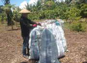 Walaupun Pandemi Corona, Petani Nilam di Luwu Tetap Raup Keuntungan Besar