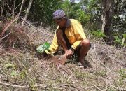 Jaga Ketersediaan Bahan Gula Semut, Petani di Luwu ini Turut Lestarikan Tanaman Aren