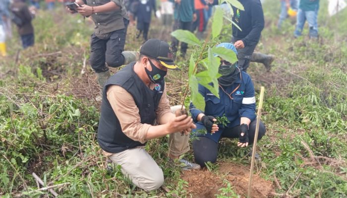 KPH Latimojong Lakukan Penanaman  Pohon di Kawasan Hutan Lindung Walenrang Barat