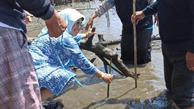 Fadriaty Asmaun Turunkan Bantuan 28 Ribu Tanaman Mangrove di Larompong