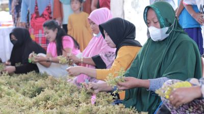 Pembudidaya Desa Muladimeng Panen Rumput Laut Percontohan Bibit Hasil Kultur Jaringan