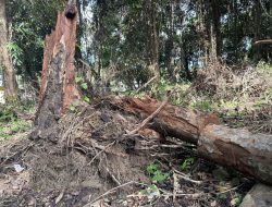 Kayu Lara, Tumbuhan Endemik Yang Dilestarikan Oleh Belanda di Gunung Simoma Luwu Pada Zaman Penjajahan