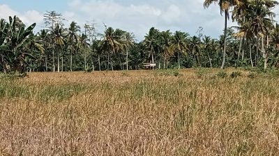 Ratusan Hektar Sawah di Kamanre Gagal Panen, Petani Harap Pemerintah Bisa Berikan Perhatian Khusus