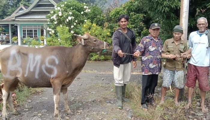 Hari Raya Qurban, BMS Sembelih 10 Sapi