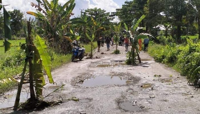 Protes Jalan Rusak, Warga Lamasi Timur Tanam Pohon Pisang di Jalan